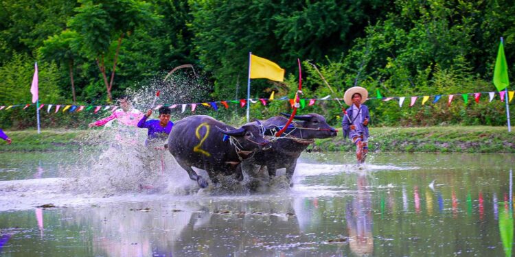 องค์การบริหารส่วนตำบลคลองกิ่ว อำเภอบ้านบึง จังหวัดชลบุรีจัดโครงการจัดงานประเพณีวิ่งควาย ประจำปีงบประมาณ พ.ศ. 2568 การแข่งขันควายคราดนา  ครั้งที่ 11