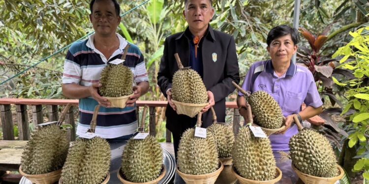 นนทบุรี “ดร.แก้ว” ลงพื้นที่ช่วยตัดทุเรียนก้านยาว-หมอนทอง กว่า 13 ลูก เคียงข้างเกษตรกรต่อเนื่อง หลังเคยควัก 1 ล้าน เหมาทุเรียนยกสวนช่วงโควิด-19