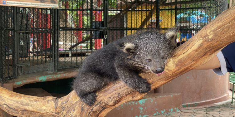 สมุทรปราการ ฟาร์มจระเข้ฯสมุทรปราการเตรียมจัดงานครบ100ปีคุณพ่ออุทัย ยังประภากร