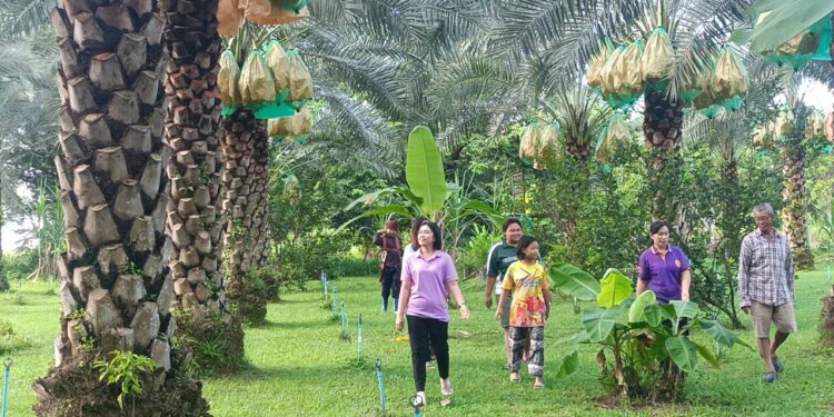 เรื่องดีดี … เปิดเที่ยวชมสวนอินทผาลัมขายถูกราคากิโลกรัมละ100