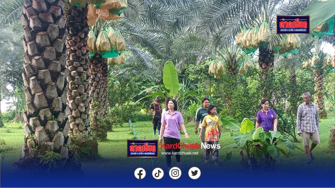 เรื่องดีดี … เปิดเที่ยวชมสวนอินทผาลัมขายถูกราคากิโลกรัมละ100