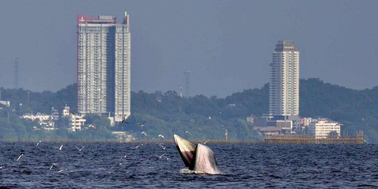 แม่ค้าริมหาดบางแสนแตกติ่นหลังมีวาฬ บลูด้า พร้อมครอบครัว 3 ตัว ลอยตัวเหนือน้ำไล่กินปลาทะเลใกล้หาดบางแสน จ.ชลบุรี ชาวเน็ตแห่แชร์คลิปสุดน่ารักของครบครีววาฬ