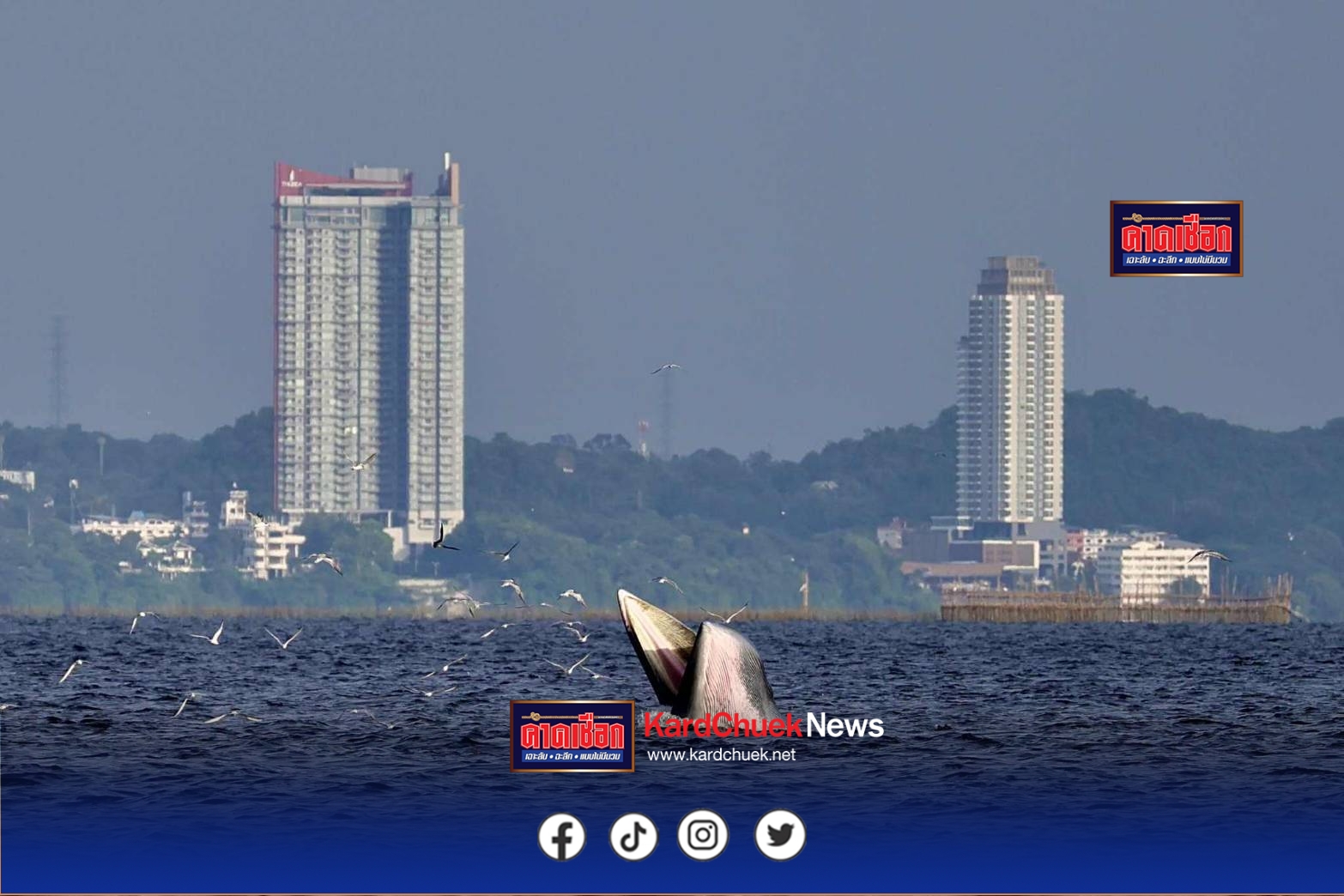 แม่ค้าริมหาดบางแสนแตกติ่นหลังมีวาฬ บลูด้า พร้อมครอบครัว 3 ตัว ลอยตัวเหนือน้ำไล่กินปลาทะเลใกล้หาดบางแสน จ.ชลบุรี ชาวเน็ตแห่แชร์คลิปสุดน่ารักของครบครีววาฬ