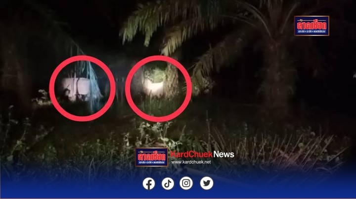 ชาวบ้านร้องทุกข์ ผวาโขลงช้างป่าทับลานบุกกินพืชสวน4คืนติดๆฉลาดสับเปลี่ยนเวลามาบุกกินสวนกล้วย มันสำปะหลัง ไผ่ตงหวานอิ่มแปร้ทุกรอบเสียหายมากกว่าหมื่นปีที่ผ่านมาเคยทุบกำแพงบ้านฉกปลาร้าในครัวมาก่อน