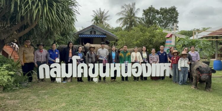 ยโสธรลุ้น โคขุนหนองแหน สุดยอดวิสาหกิจชุมชนดีเด่นระดับประเทศ