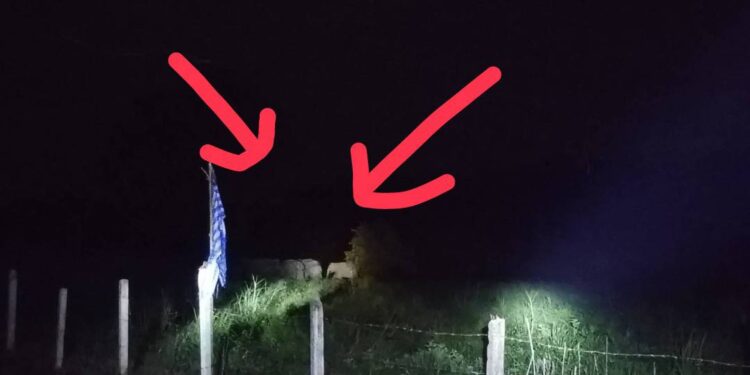 โขลงช้างป่าทับลานแม่ลูกอ่อนยกพลแม่แปรก5ตัวบุกพังบ้านพักคนงานกลางดึกเละปล้นเสบียงรื้อหาอาหารในตู้เย็น ตู้กับข้าว ถังพลาสติกขนาด 200 ลิตรจำนวน2ใบและ1,000 ลิตร จำนวน 1ใบ โอ่งมังกรขนาดกลาง จำนวน1ใบหม้อหุงข้าว ทุบกระปุกปลาร้าเสียหายพบช้างลงหลายจุด ทำให้เกิดความเสียหาย ทั้งพืชสวนทางการเกษตร ครัวเรือน และ โรงเรียนชงโคสันติสุขวิทยาคาร โครงการอนุรักษ์และฟื้นฟูทรัพยากรป่าไม้ ในพื้นที่ห้วยโสมง แจงนับเป็นวันที่ 6ติดต่อกันที่โขลงช้างป่าจากอุทยานแห้งชาติทับลานออกนอกผืนป่าเข้ามาหากินนอกพื้นที่