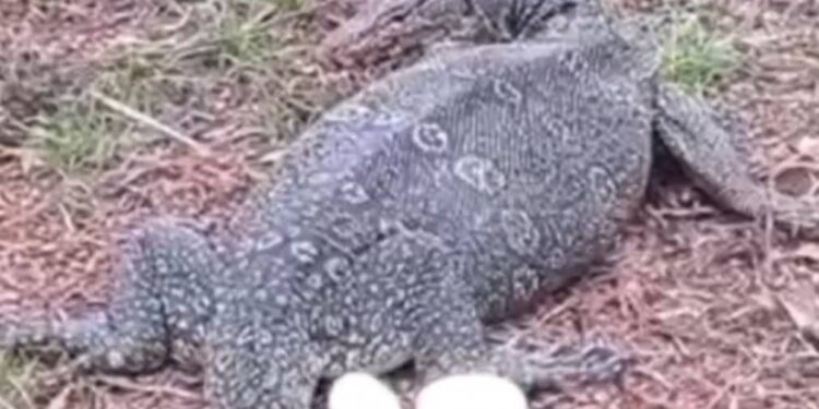 เหี้ยออกไข่ต่อหน้าครูหนุ่มให้หวยโครตแม่นทั้ง 2-3 ตัวตรง ๆ ด่อนหน้าครูหนุ่มเจอขณะแม่เหี้ยออกไข่ต่อหน้าไม่อาย 2 ฟอง คอหวยพากันตีเลขเด็ดถูดพรึ่บ!