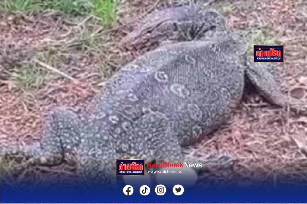 เหี้ยออกไข่ต่อหน้าครูหนุ่มให้หวยโครตแม่นทั้ง 2-3 ตัวตรง ๆ ด่อนหน้าครูหนุ่มเจอขณะแม่เหี้ยออกไข่ต่อหน้าไม่อาย 2 ฟอง คอหวยพากันตีเลขเด็ดถูดพรึ่บ!