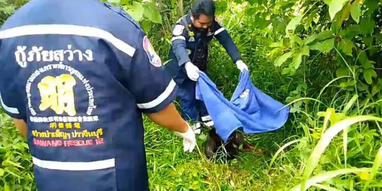 นาที กู้ภัยช่วยน้องหมาถูกรถชนหนีเข้าป่าไม่ได้กินข้าวอด 3 วัน