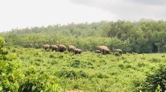 สกัดโขลงช้างป่าอุทยานฯทับลาน 100 ตัวบุกชม-ชิมสวนชาวบ้านใกล้เขื่อนห้วยสโมง