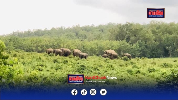 สกัดโขลงช้างป่าอุทยานฯทับลาน 100 ตัวบุกชม-ชิมสวนชาวบ้านใกล้เขื่อนห้วยสโมง
