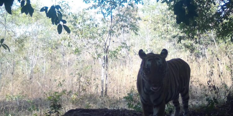 ป่าผาเม่น-ภูพอก แผน การจัดการความขัดแย้งระหว่างคนกับช้างป่าสัต์ป่า ให้อยู่ร่วมกันอย่างผาสุก: