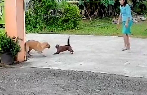 ปราจีนบุรี-แปลก!กล้องวงจรปิดจับภาพ 2 แมวพันธุ์วิเชียรมาศดุกระโจนวิ่งไล่กัดหมา!