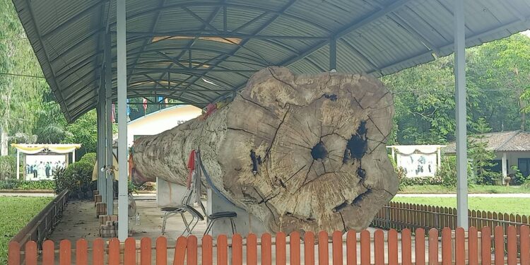 สกลนคร ทึ่งยางนายักษ์อายุกว่า 400 ปี แห่ขอโชคลาภได้เลข 10