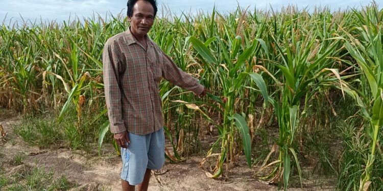 ปราจีนบุรี-ร้องทุกข์ชาวบ้าน!ฝนทิ้งช่วงข้าวโพดขาดน้ำยืนต้นแห้งตาย