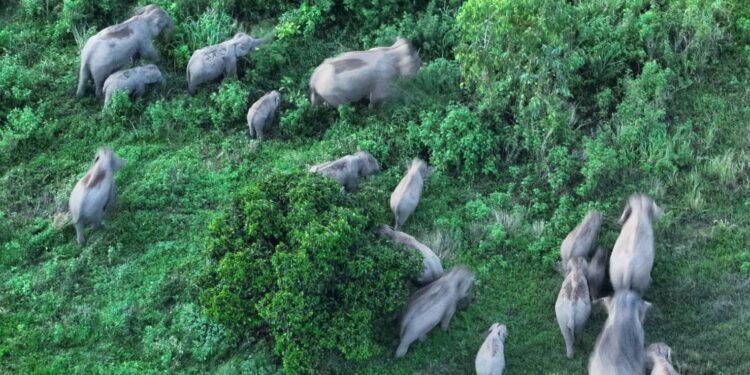 ปราจีนบุรี-กรมอุทยานฯ เตรียมทำแผนที่อัพเดตข้อมูลช้างป่าภาคตะวันออก หลังพบช้างออกจากป่าไกลถึง 40 กม.