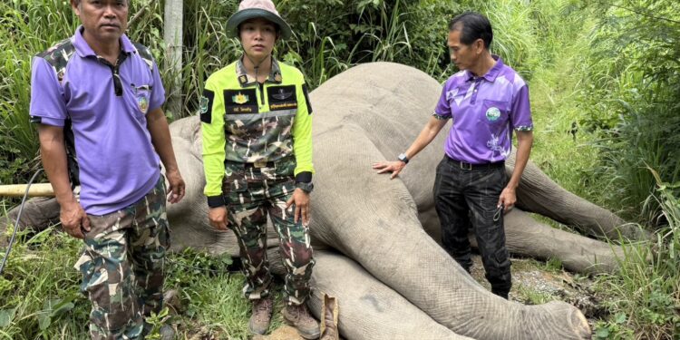 ปราจีนบุรี-ระวังภัย! ช้างป่าเขาใหญ่“พลายขุนศึก” หรือนามเรียก “งาปลี”ถูกกระแสไฟฟ้าช็อตตายพบสายไฟฟ้าติดอยู่ที่ปลายงวงและบริเวณปาก