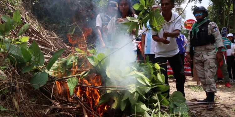 ชาวบ้านตำบลคีรีเขต อ.ธารโต จ.ยะลา เดินหน้าประกาศ “ไม่เอาพืชกระท่อม” แสดงจุดยืนด้วยการ ตัด-โค่น-เผา ต้นกระท่อม