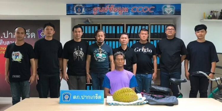 นนทบุรี วงจรปิด โจรทุเรียนอยากกินฟรี ปั่นจักรยานขโมยลูกยักษ์หนัก 7 กก. กินครึ่งลูกร้อนในไม่ทันหาย ตำรวจรวบคาห้องเช่า
