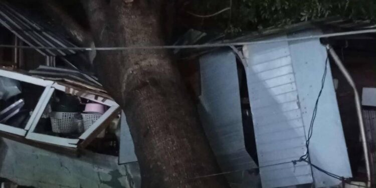 นนทบุรี ระทึก หนุ่ม 18 ปี วิ่งหนีตาย ต้นไม้สูง 5 เมตร ล้มทับเพิงพักเสียหายหนัก โชคดีรอดหวุดหวิด