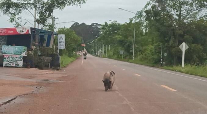  แปลกแต่จริง เจ้าโทนหมูแคระจอมซ่าส์ขี้เหงาเดินข้ามหมู่บ้านหาสาว-ฝูงวัวบนถนน2กม.ทุกวัน