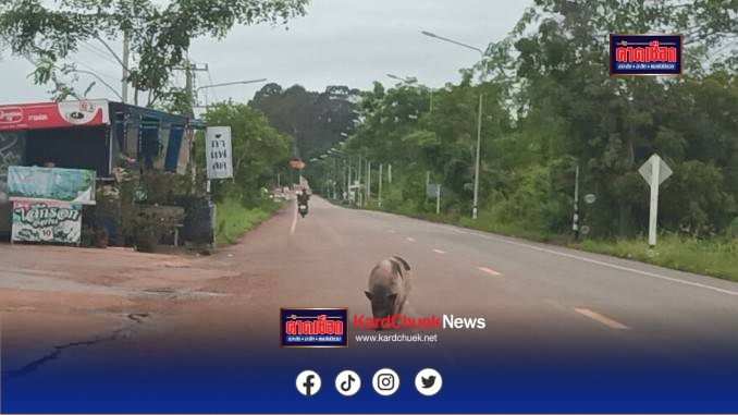 แปลกแต่จริง เจ้าโทนหมูแคระจอมซ่าส์ขี้เหงาเดินข้ามหมู่บ้านหาสาว-ฝูงวัวบนถนน2กม.ทุกวัน