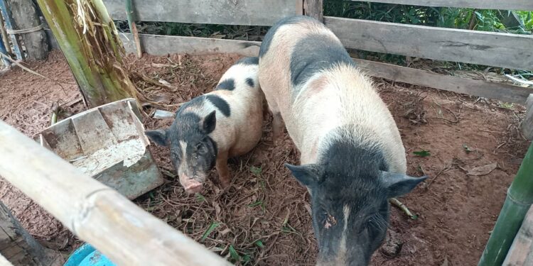 ปราจีนบุรี-แปลก!เจ้าโทนหมูแคระเจ้าของไปขอเมียมาให้มันแล้วก่อนนี้หน้าเหงา-คึกจัดหน้าหนาว “เป็นสัด” หนีไปหาสาวๆ ไม่มี ต้องไปหาฝูงวัวที่มีวัวสาวๆ แทน