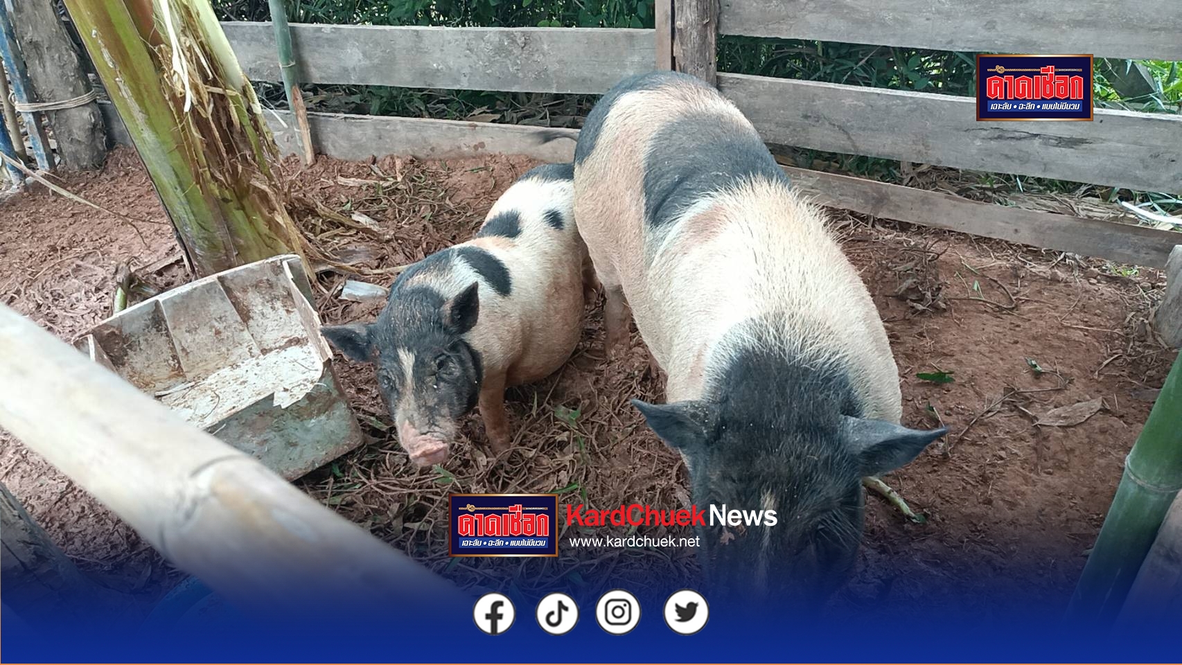 ปราจีนบุรี-แปลก!เจ้าโทนหมูแคระเจ้าของไปขอเมียมาให้มันแล้วก่อนนี้หน้าเหงา-คึกจัดหน้าหนาว “เป็นสัด” หนีไปหาสาวๆ ไม่มี ต้องไปหาฝูงวัวที่มีวัวสาวๆ แทน