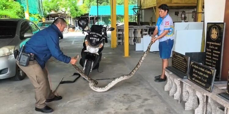 นนทบุรี อปภ.หญิงสุดแกร่ง จับงูเหลือมยักษ์ยาวกว่า 4 เมตร ทะลุกำแพงร้านหินอ่อน ดุมากจนแขนขาอ่อนแรง
