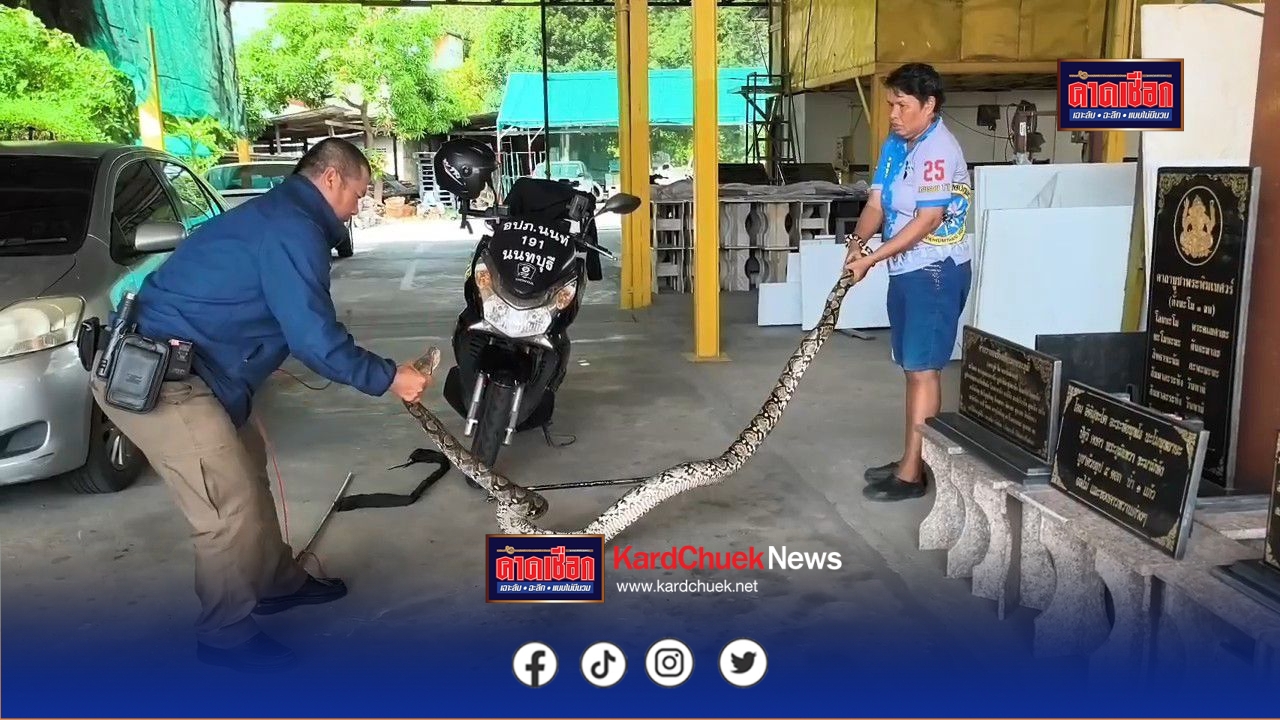 นนทบุรี อปภ.หญิงสุดแกร่ง จับงูเหลือมยักษ์ยาวกว่า 4 เมตร ทะลุกำแพงร้านหินอ่อน ดุมากจนแขนขาอ่อนแรง 