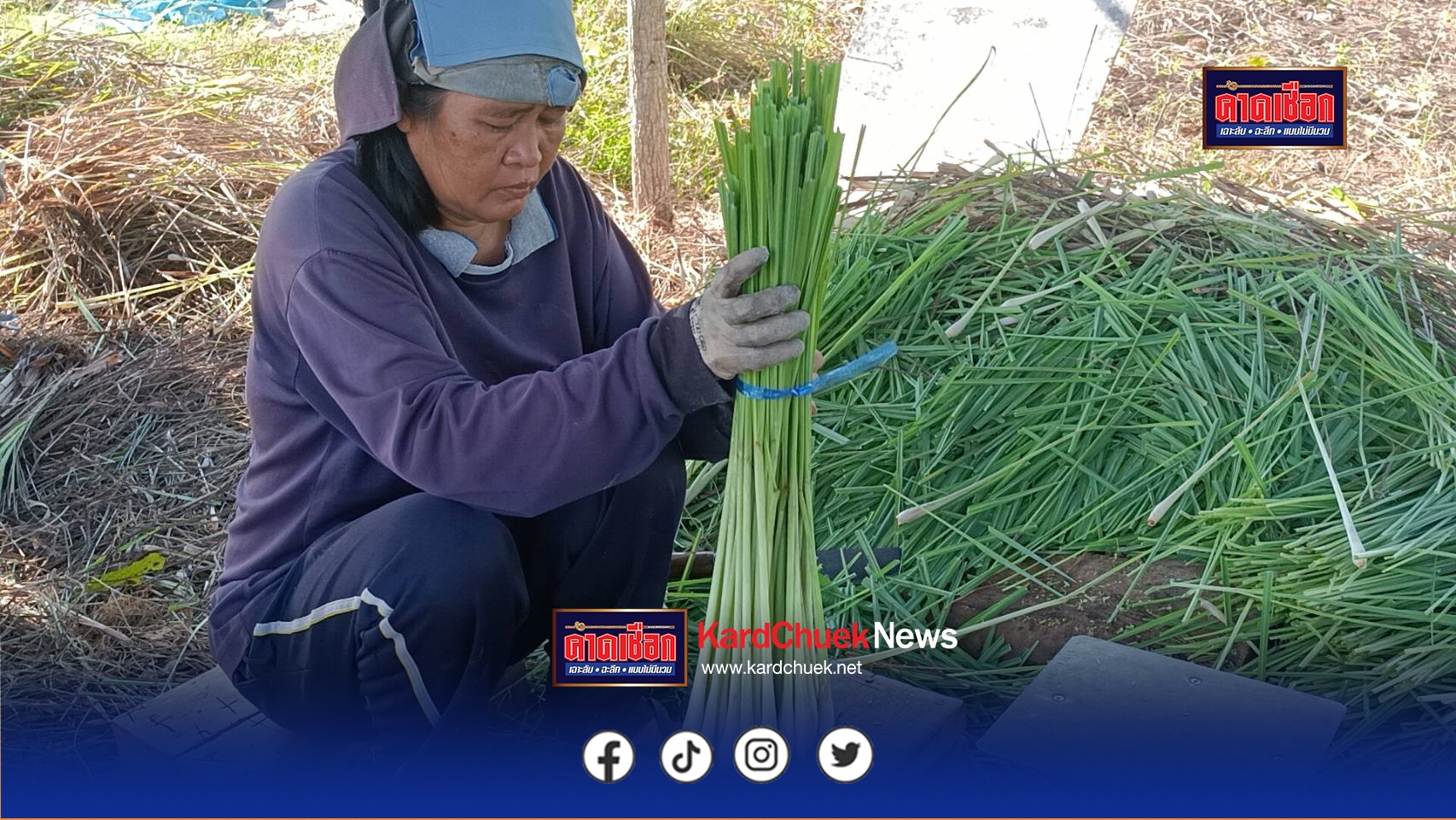 ปราจีนบุรี-ทำมาหากิน!ปลูกตะไคร้ขายวันละ 500 เฉลี่ยต่อเดือนไม่ต่ำกว่า 20,000 บาทขึ้นไป พึ่งพาตนเองยืนได้ด้วยลำแข้งไม่มีหนี้สิน