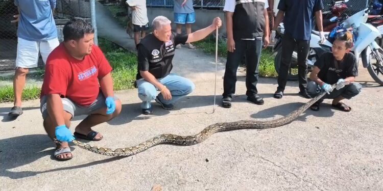 นนทบุรี สุดช็อก! พบงูเหลือม ยาวเกือบ 3 เมตร รัดไก่ตาย 1 ตัว ก่อนเลื้อยลงโถส้วมติดคารู หนีไม่พ้น