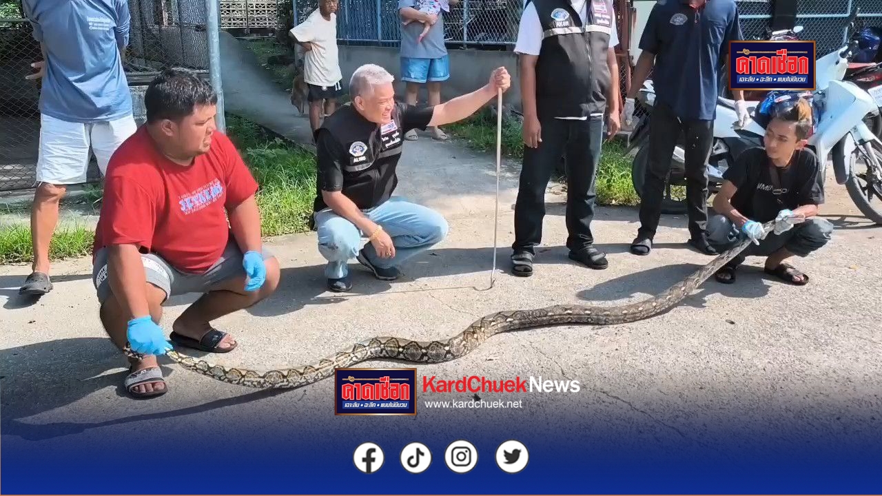 นนทบุรี สุดช็อก! พบงูเหลือม ยาวเกือบ 3 เมตร รัดไก่ตาย 1 ตัว ก่อนเลื้อยลงโถส้วมติดคารู หนีไม่พ้น