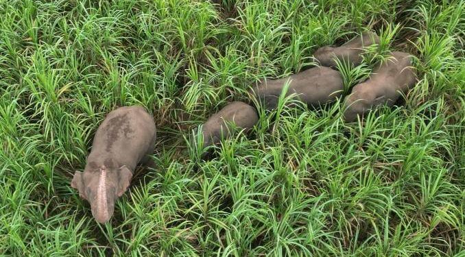 ปราจีนบุรี–ระวังภัย! ผวาเจ้าสิบล้อช้างป่าอ่างฤาไนบุกข้ามฝั่งจากแปดริ้วไกลถึงปราจีนฯนำโขลง 6 ตัวยกพลบุกลุยไร่อ้อย