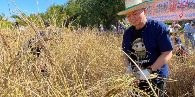 สกลนคร แม่ทัพกุ้งนำทัพเกี่ยวข้าว เผยทำมาตั้งแต่เด็กสบายๆ