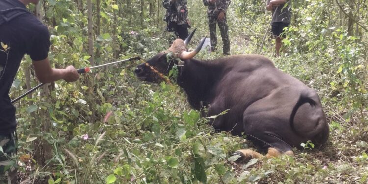 ปราจีนบุรี-อช.ปางสีดา เร่งช่วยชีวิตกระทิงป่าถูกปืนผูก บาดเจ็บสาหัสทั้ง 2 ขา พบอาวุธนอกเขตอุทยาน เดินหน้าขยายผลหาผู้กระทำผิด