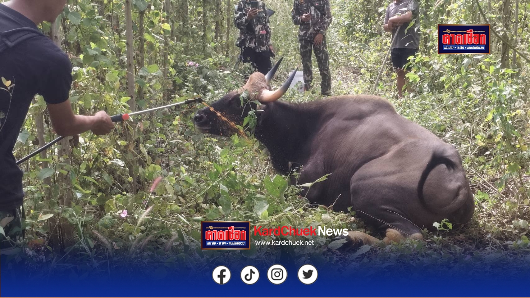 ปราจีนบุรี-อช.ปางสีดา เร่งช่วยชีวิตกระทิงป่าถูกปืนผูก บาดเจ็บสาหัสทั้ง 2 ขา พบอาวุธนอกเขตอุทยาน เดินหน้าขยายผลหาผู้กระทำผิด