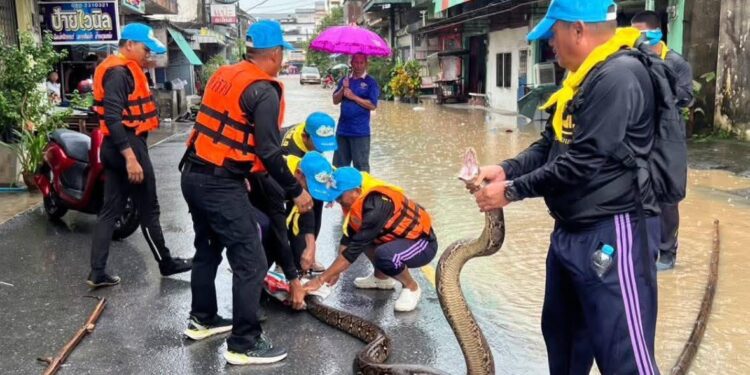 ตำรวจตระเวนชายแดนออกช่วยประชาชน ขนของ จับงู มอบอาหารน้ำดื่ม ช่วยผู้ป่วยติดเตียง บรรเทาภัยน้ำท่วมนครศรี ฯ – สุราษฎร์ ฯ