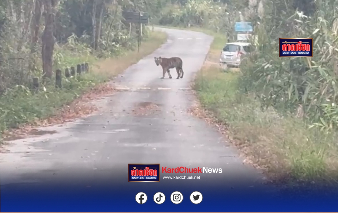 ปราจีนบุรี-“เสือโคร่งวัยรุ่น” ปรากฏตัวผารักษ์สลัดได จ.ปราจีนบุรี พบเป็นพฤติกรรมธรรมชาติ เตือนประชาชนระวังแต่ไม่ต้องตระหนก