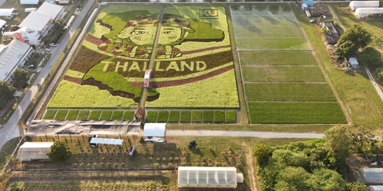 นครปฐม-ศูนย์วิทยาศาสตร์ข้าวร่วมขับเคลื่อนงานศิลปะบนนาข้าว //////พร้อมจัดแสดงพันธุ์ข้าวเด่นและนวัตกรรมการปลูกข้าวครบวงจรนั่งชมวิวทุ่งนาสรรพสีพันธุ์สรรพสี ไรซ์เบอร์รี่ เรดเบอร์รี่ ไบโอเทค 1 หอมสยาม 2 และพันธุ์