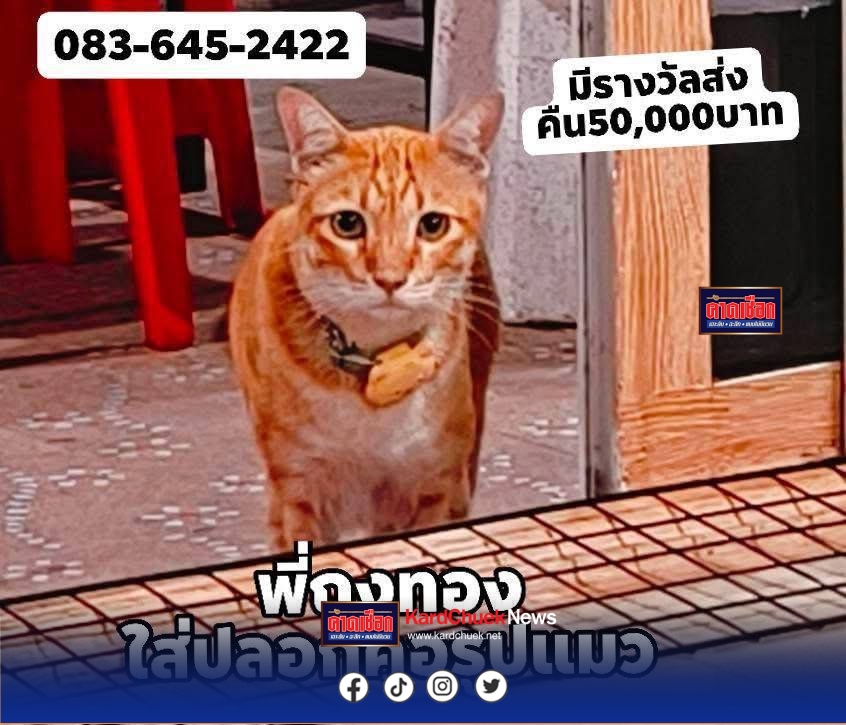 คนรักสัตว์อารมณ์นี้เพิ่มรางวัล สามี-ภรรยาที่จังหวัดนนทบุรี ประกาศมอบรางวัล 100,000 บาท ให้กับผู้ที่ช่วยตามหาและนำส่งแมวตัวโปรด