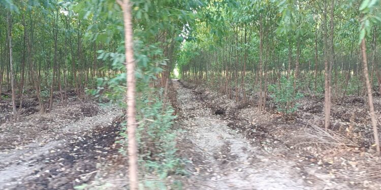 ปราจีนบุรี-ร้องทุกข์ชาวบ้านชาวบ้านแตกตื่นกลิ่นเหม็นน้ำจากโรงงานนำมารดร่องสวนยูคาลิปตัสวันละหลายสิบเที่ยวร้องทุกข์ผ่านโลกออนไลน์