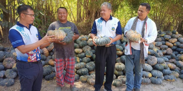 สกลนคร เกษตรกรโอดครวญราคาฟักทองตกต่ำกิโลกรัมละ 5 บาท