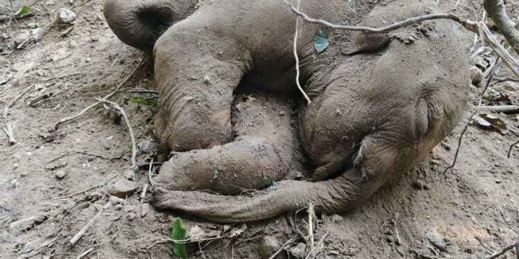 ปราจีนบุรี-แม่ช้างป่าเขาใหญ่ตกลูกใกล้แนวเขตป่าติดสนามกอล์ฟ เผยภาพสุดซึ้งสายใยโขลงช้างล้อมวงป้องภัยสุดกำลัง ก่อนพบลูกช้างล้มตามธรรมชาติ