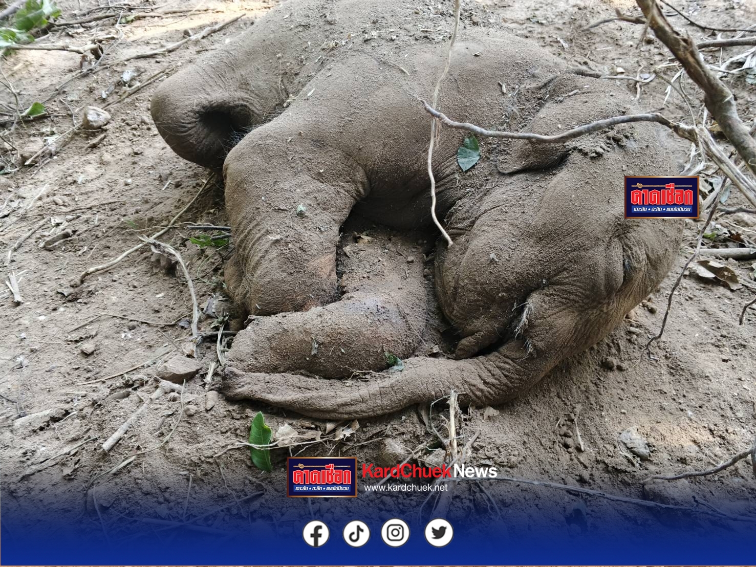 ปราจีนบุรี-แม่ช้างป่าเขาใหญ่ตกลูกใกล้แนวเขตป่าติดสนามกอล์ฟ เผยภาพสุดซึ้งสายใยโขลงช้างล้อมวงป้องภัยสุดกำลัง ก่อนพบลูกช้างล้มตามธรรมชาติ