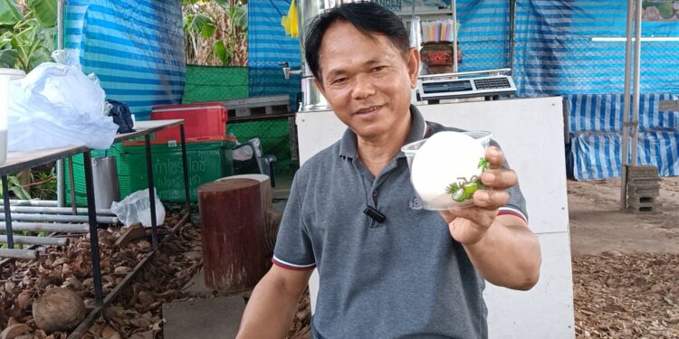 ปราจีนบุรี–มะพร้อมน้ำหอมลูกละ 2 บาท เจ้าของสวนแปรรูปขายพลิกวิกฤตหลังจากราคามะพร้าวน้ำหอมราคาตกต่ำสุดๆ