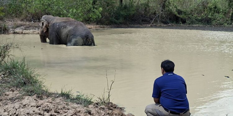 ปราจีนบุรี–อาการพลายด้วนวนาลี หลังพบแผลบวมโคนหาง-สนับงา ล่าสุดกินอาหารได้ปกติ ทีมสัตวแพทย์เฝ้าดูแลใกล้ชิด