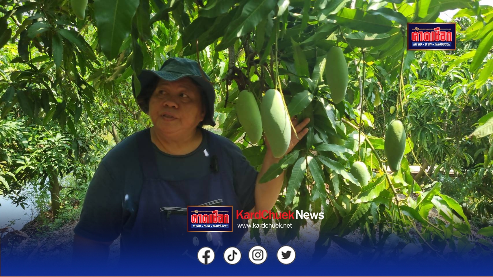 ของดีเมืองนนทบุรี มะม่วงยายกล่ำขึ้นชื่อขายดีราคาถูก