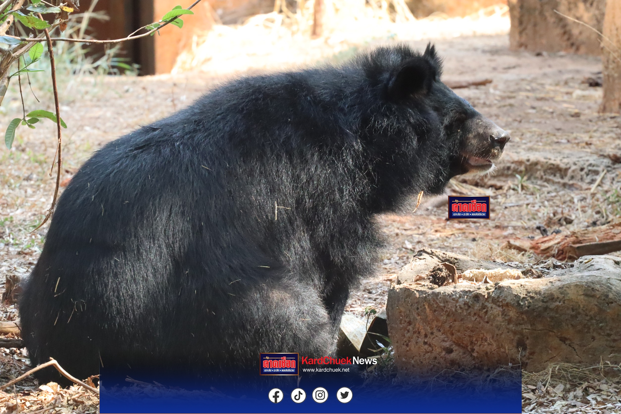 โคราชร้อนทะลุ 40 องศา สวนสัตว์นครราชสีมา งัดไอเดีย อาหารแช่แข็ง คลายร้อนสัตว์นักล่า กระตุ้นพฤติกรรมธรรมชาติ