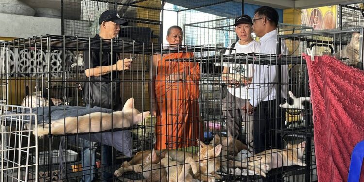 สยบดราม่า ที่แท้เจ้าอาวาสเลี้ยงแมวจรด้วยใจบุญไม่ได้ขายแมวเปอร์เซีย อย่างที่เพจลงข่าว